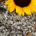 What happens to your body when eating sunflower seeds? 17 What happens to your body when eating sunflower seeds?