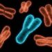 Loss of Y chromosome exposes men to heart failure 16 Loss of Y chromosome exposes men to heart failure