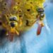 Stingless bees in Brazil with delicious honey 15 Stingless bees in Brazil