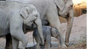 Danger virus kills endangered elephants