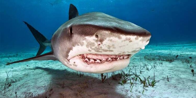 Shark devours elderly Romanian tourist in Egypt