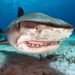 Shark devours elderly Romanian tourist in Egypt 15 Shark devours elderly Romanian tourist in Egypt