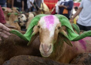 العراق.. قلق من أضاحي العيد بسبب ارتفاع إصابات الحمى النزفية