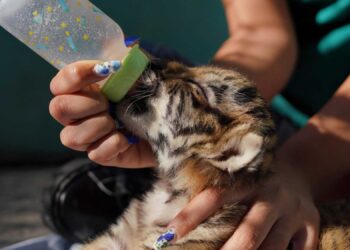 Birth of rarest tiger in world