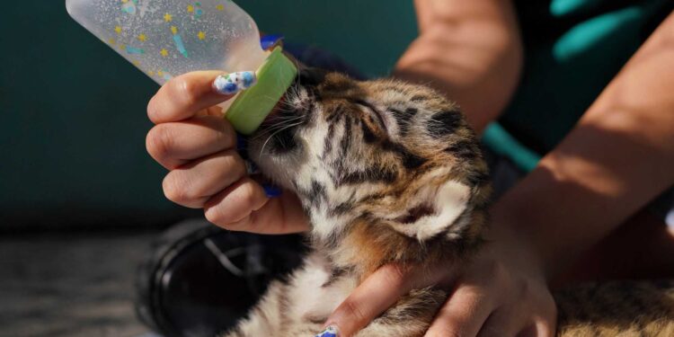 Birth of rarest tiger in world