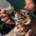 Birth of rarest tiger in world 15 Birth of rarest tiger in world