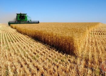 استمرار صادرات القمح والحبوب بمعدل متزايد