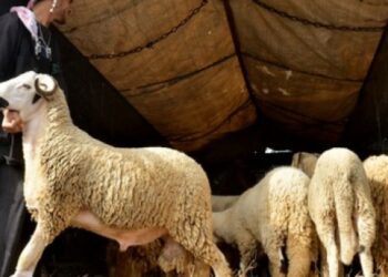 عطلة عيد الأضحى 2022 الأردن