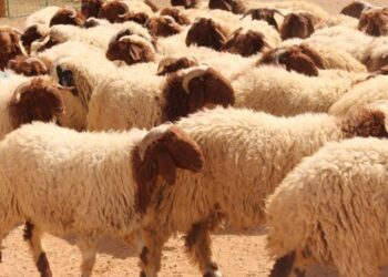 هل تجوز الأضحية للميت ؟