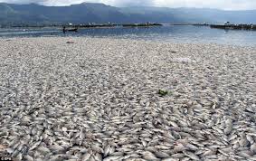Mass deaths of fish due to strange toxic substances in world