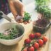 Amazing effects of Microgreens eating 19 Surprising Effects of Eating Microgreens