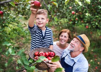 3 Ways Heat Will Affect Apple Picking Season This Fall, Warn Farmers