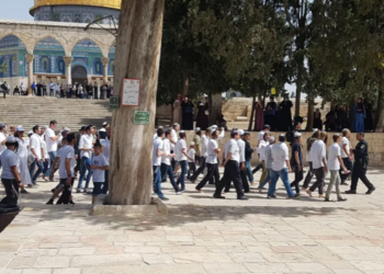 110 مستوطنا يقتحمون الأقصى اليوم وينفذون جولات استفزازية