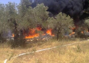 الاحتلال الإسرائيلي يقتلعون 150 شتلة زيتون جنوب الخليل