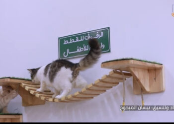 بالفيديو :”مياو كات كافيه”.. أول مقهى للقطط في قطاع غزة يحظى بشعبية متزايدة