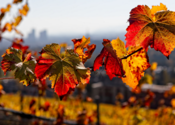 الراصد الجوي: مقبلون على خريف ماطر هو الأفضل على مدار الثلاث سنوات الماضية