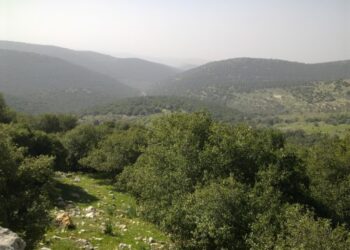 غابات برقش الأردنية