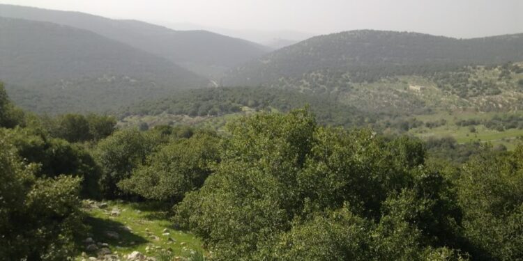 غابات برقش الأردنية