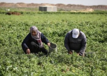 وزارة الزراعة تعلن عن رزمة تسهيلات دعمًا للمزارعين