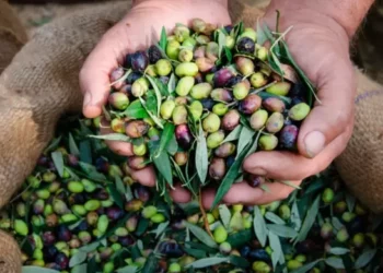 الزراعة بغزة تكشف إجمالي إنتاج القطاع من الزيتون هذا العام