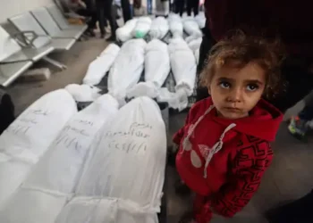 مجازر المساعدات مستمرة: 49 شهيدًا و305 جرحى في رفح وجسر وادي غزة