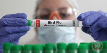 الولايات المتحدة.. أول حالة وفاة بسبب سلالة نادرة من إنفلونزا الطيور
